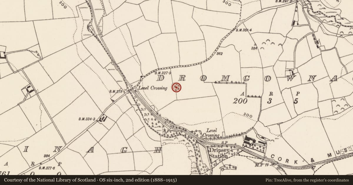 Ordnance Survey six-inch map, 2nd edition (1888–1915) covering the location of Ringfort - rath, Dromgownagh, County Cork, with a pin at the register's coordinates