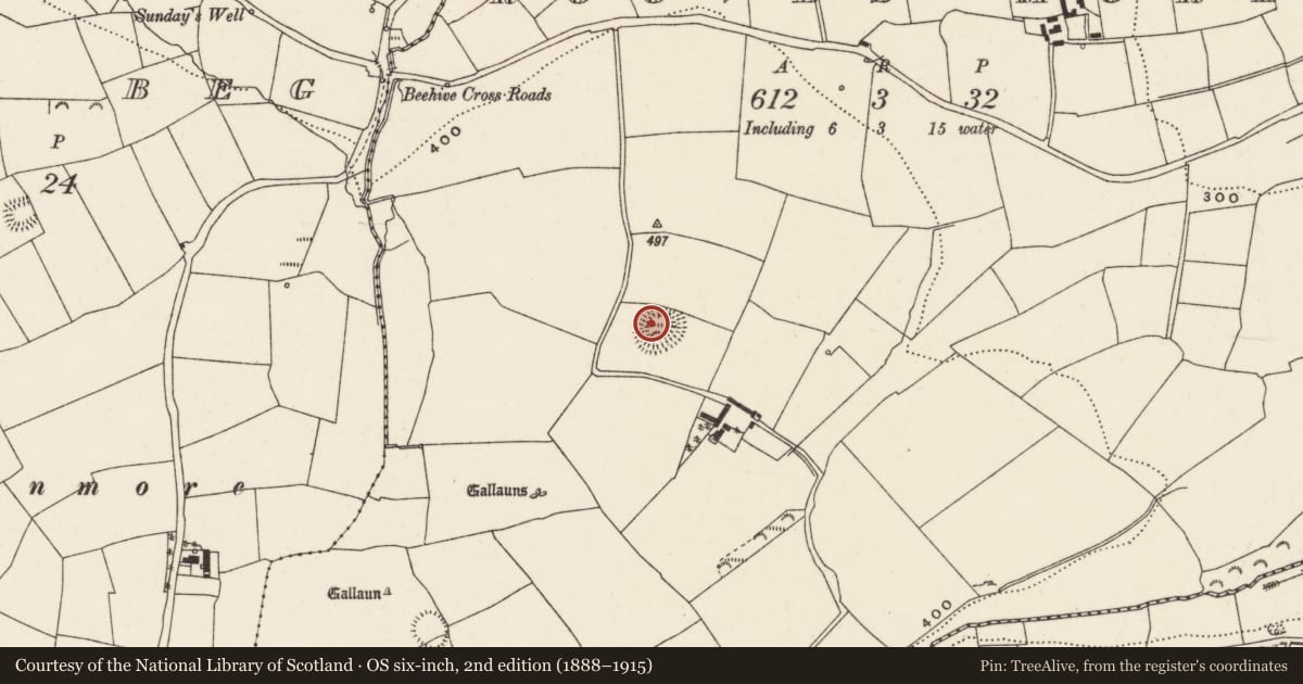 Ordnance Survey six-inch map, 2nd edition (1888–1915) covering the location of Ogham stone, Rooves More, County Cork, with a pin at the register's coordinates