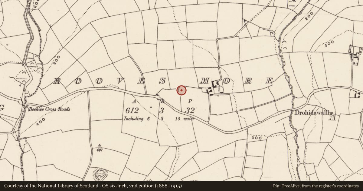 Ordnance Survey six-inch map, 2nd edition (1888–1915) covering the location of Ringfort - rath, Rooves More, County Cork, with a pin at the register's coordinates
