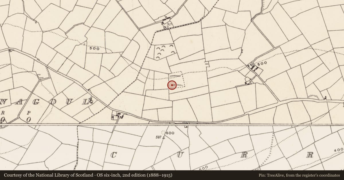 Ordnance Survey six-inch map, 2nd edition (1888–1915) covering the location of Fulacht fia, Currahaly, County Cork, with a pin at the register's coordinates