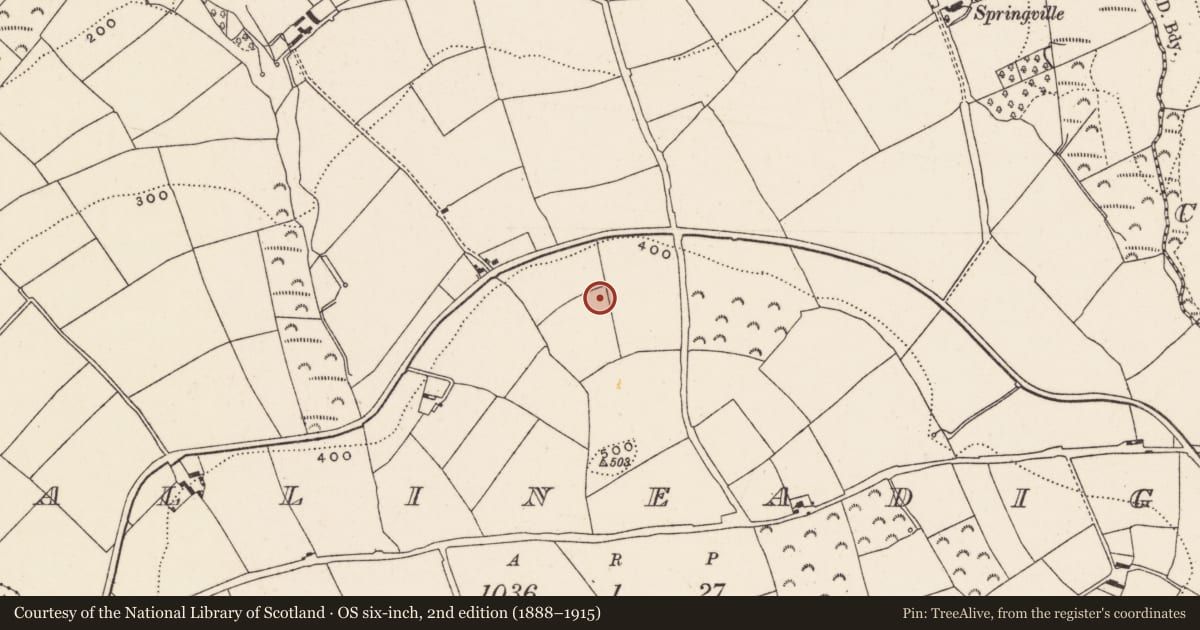 Ordnance Survey six-inch map, 2nd edition (1888–1915) covering the location of Standing stone, Ballineadig, County Cork, with a pin at the register's coordinates