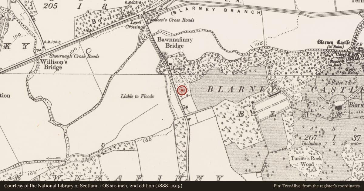 Ordnance Survey six-inch map, 2nd edition (1888–1915) covering the location of Kiln - lime, Blarney, County Cork, with a pin at the register's coordinates