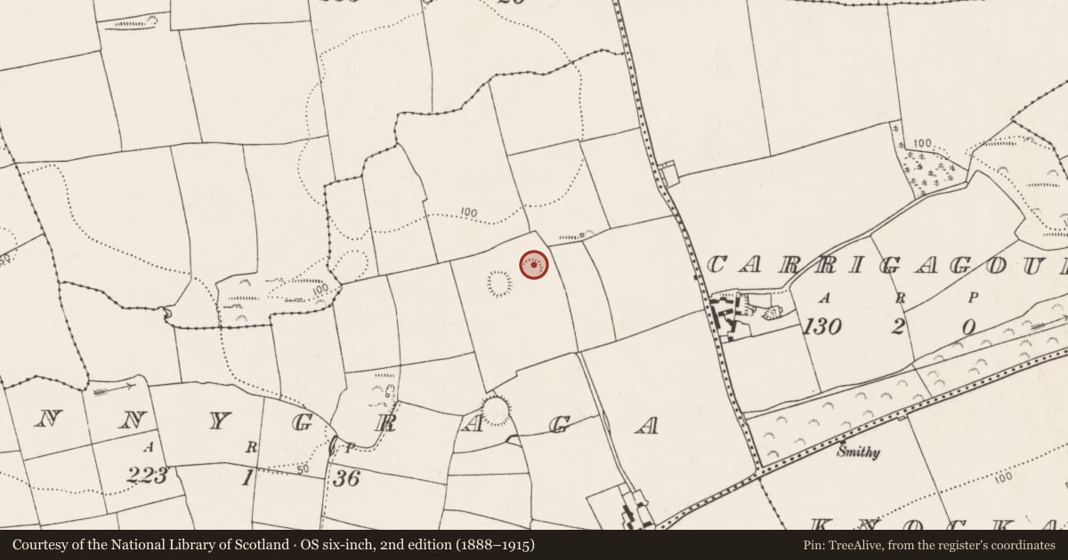 Ordnance Survey six-inch map, 2nd edition (1888–1915) covering the location of Ringfort - rath, Innygraga, County Cork, with a pin at the register's coordinates