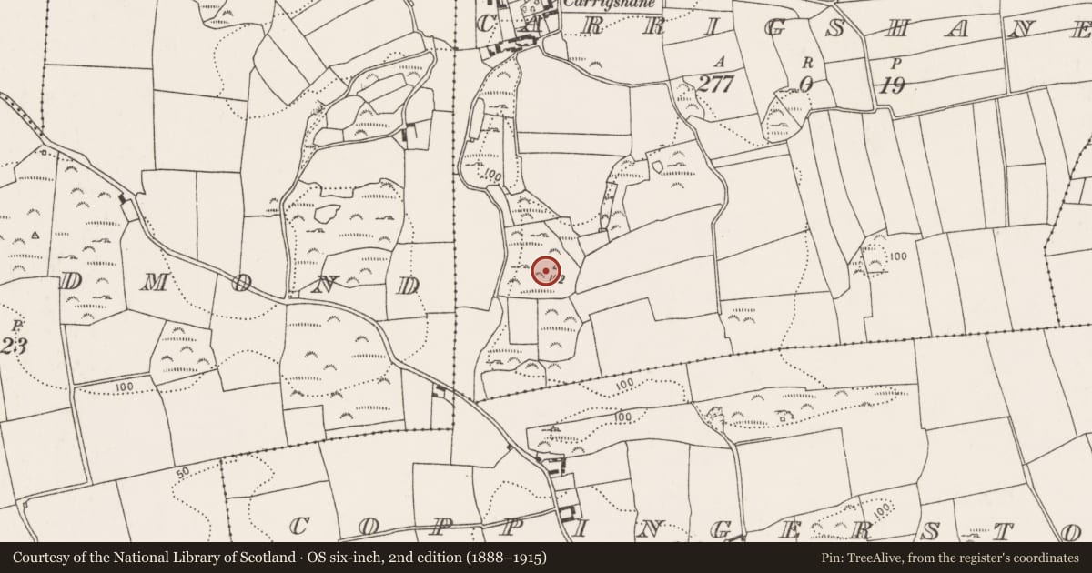 Ordnance Survey six-inch map, 2nd edition (1888–1915) covering the location of Ringfort - cashel, Carrigshane, County Cork, with a pin at the register's coordinates