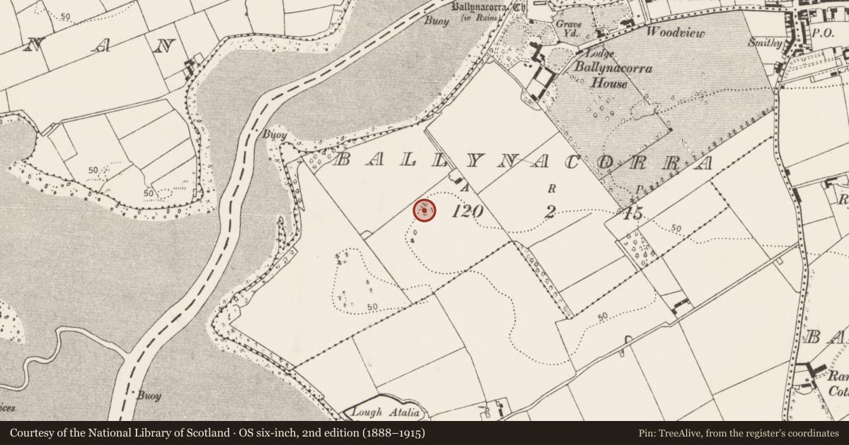 Ordnance Survey six-inch map, 2nd edition (1888–1915) covering the location of Designed landscape - tree-ring, Ballynacorra, County Cork, with a pin at the register's coordinates