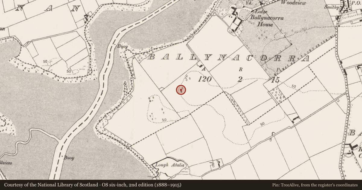 Ordnance Survey six-inch map, 2nd edition (1888–1915) covering the location of Designed landscape - tree-ring, Ballynacorra, County Cork, with a pin at the register's coordinates