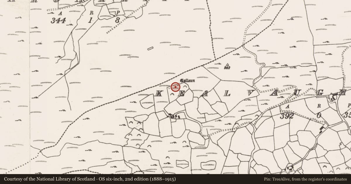 Ordnance Survey six-inch map, 2nd edition (1888–1915) covering the location of Ogham stone, Caolmhagh Mór, County Cork, with a pin at the register's coordinates