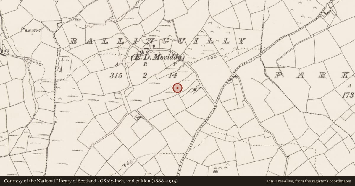 Ordnance Survey six-inch map, 2nd edition (1888–1915) covering the location of Fulacht fia, Ballinguilly (Muskerry East By., Moviddy Par.), County Cork, with a pin at the register's coordinates