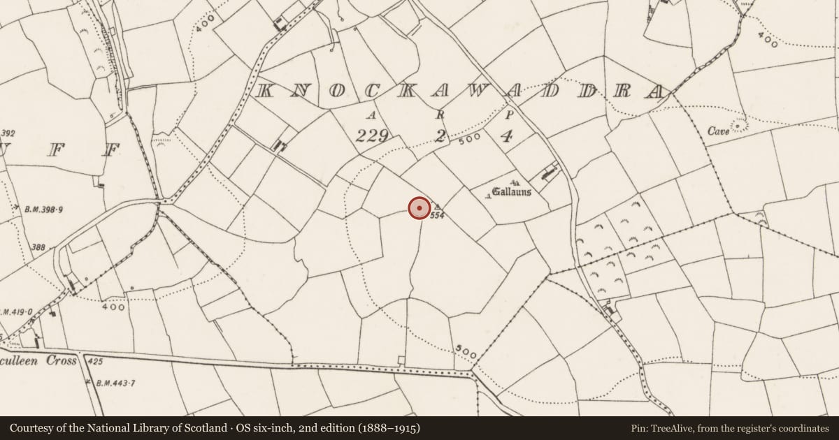 Ordnance Survey six-inch map, 2nd edition (1888–1915) covering the location of Ringfort - rath, Knockawaddra, County Cork, with a pin at the register's coordinates