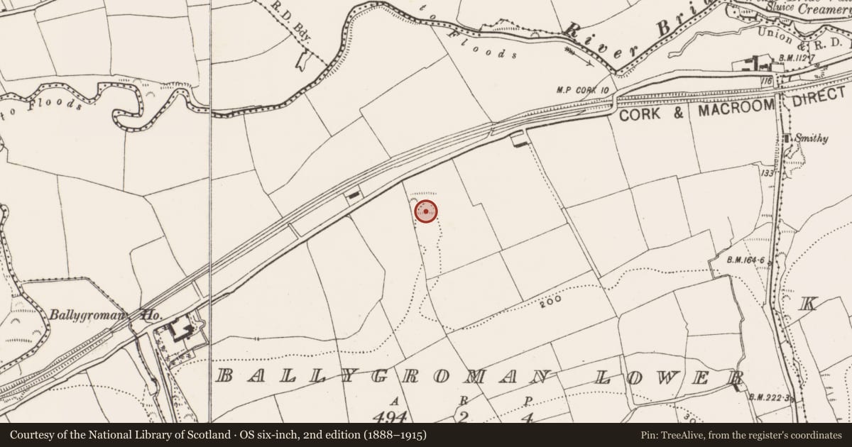 Ordnance Survey six-inch map, 2nd edition (1888–1915) covering the location of Ringfort - rath, Ballygroman Lower, County Cork, with a pin at the register's coordinates