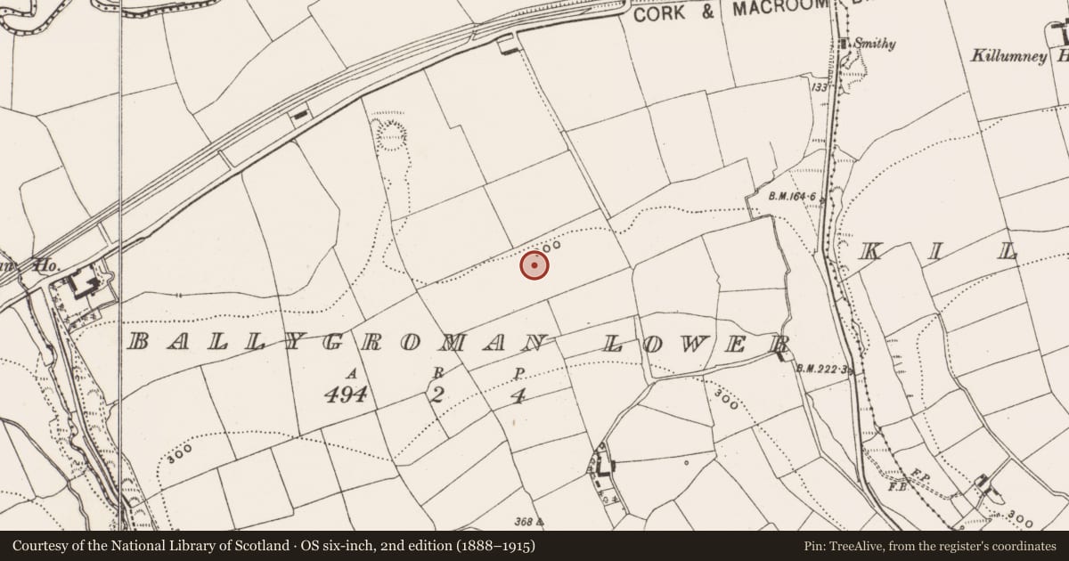 Ordnance Survey six-inch map, 2nd edition (1888–1915) covering the location of Ringfort - rath, Ballygroman Lower, County Cork, with a pin at the register's coordinates