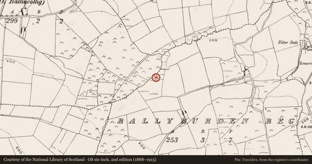Ordnance Survey six-inch map, 2nd edition (1888–1915) covering the location of Fulacht fia, Ballyburden Beg, County Cork, with a pin at the register's coordinates