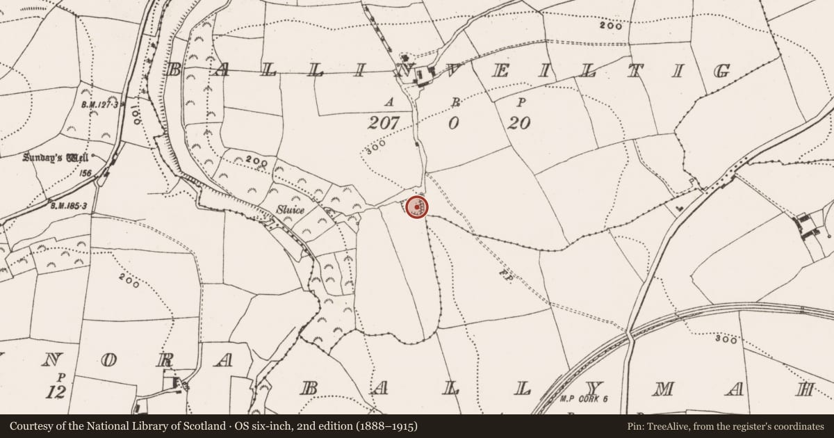 Ordnance Survey six-inch map, 2nd edition (1888–1915) covering the location of Moated site, Ballinveiltig, County Cork, with a pin at the register's coordinates