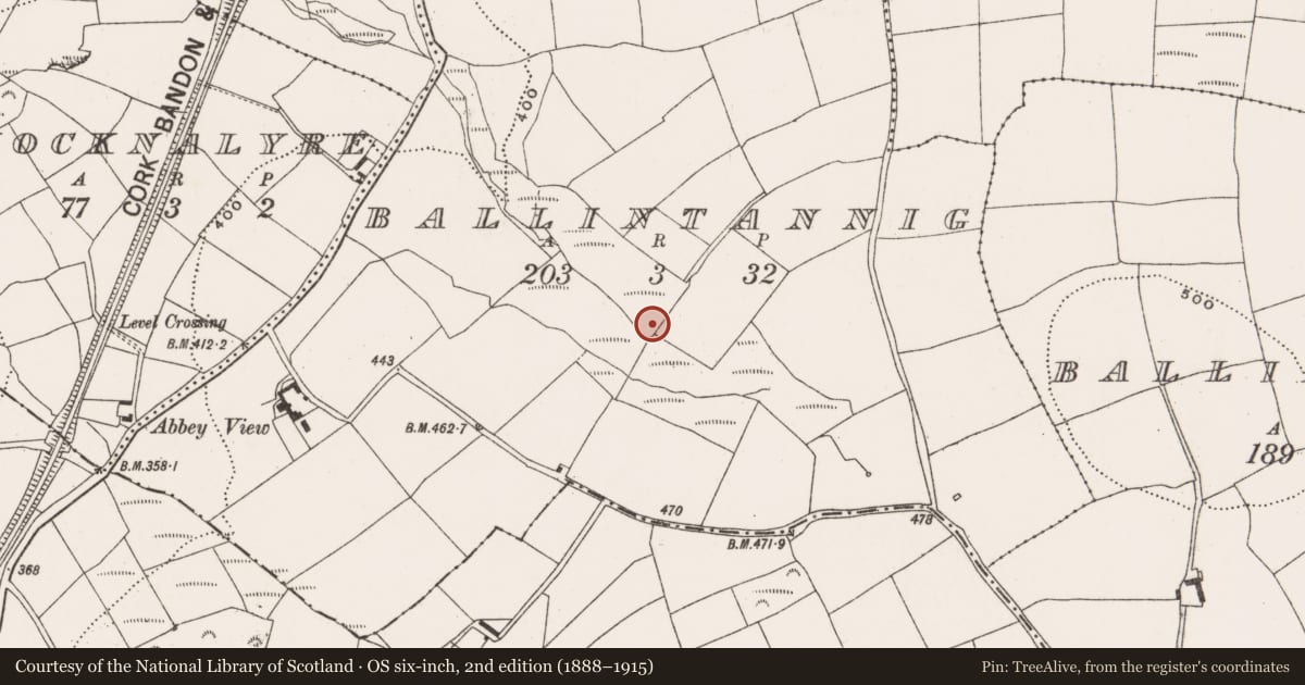 Ordnance Survey six-inch map, 2nd edition (1888–1915) covering the location of Fulacht fia, Ballintannig, County Cork, with a pin at the register's coordinates