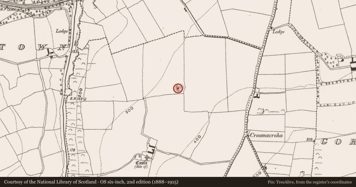 Ordnance Survey six-inch map, 2nd edition (1888–1915) covering the location of Ringfort - rath, Knocknamallavoge, County Cork, with a pin at the register's coordinates