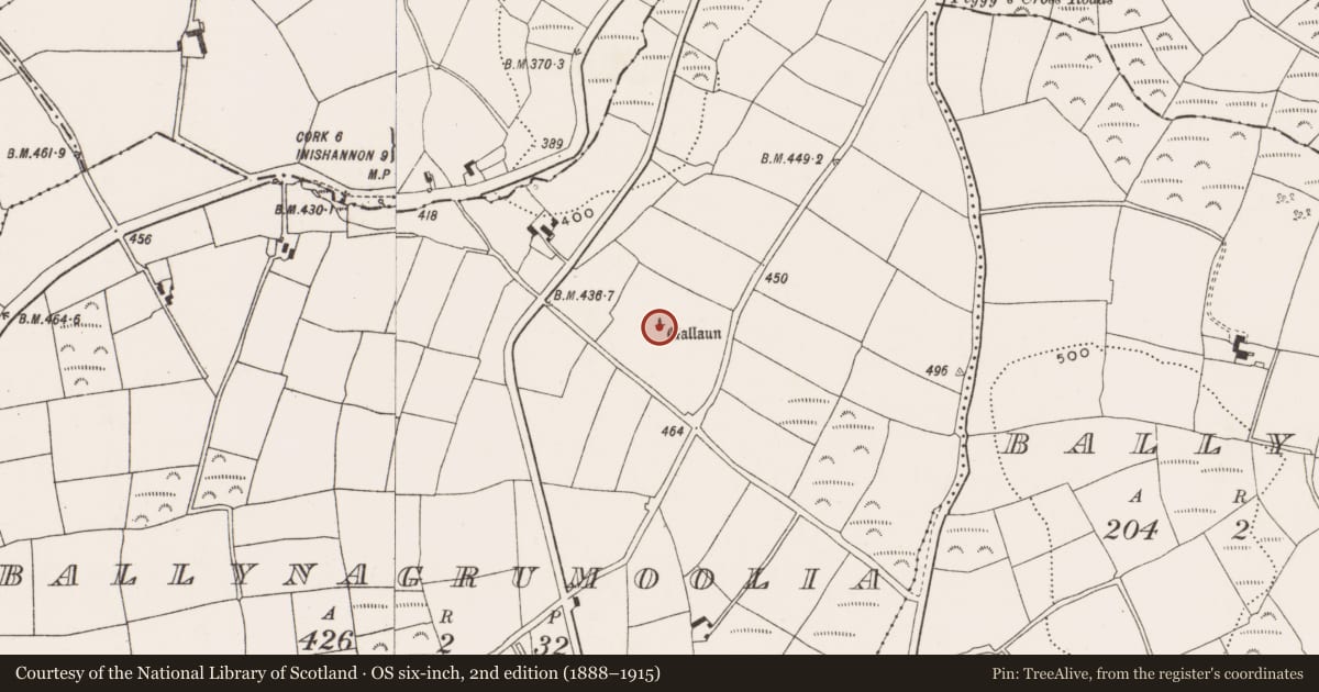 Ordnance Survey six-inch map, 2nd edition (1888–1915) covering the location of Standing stone, Ballynagrumoolia, County Cork, with a pin at the register's coordinates