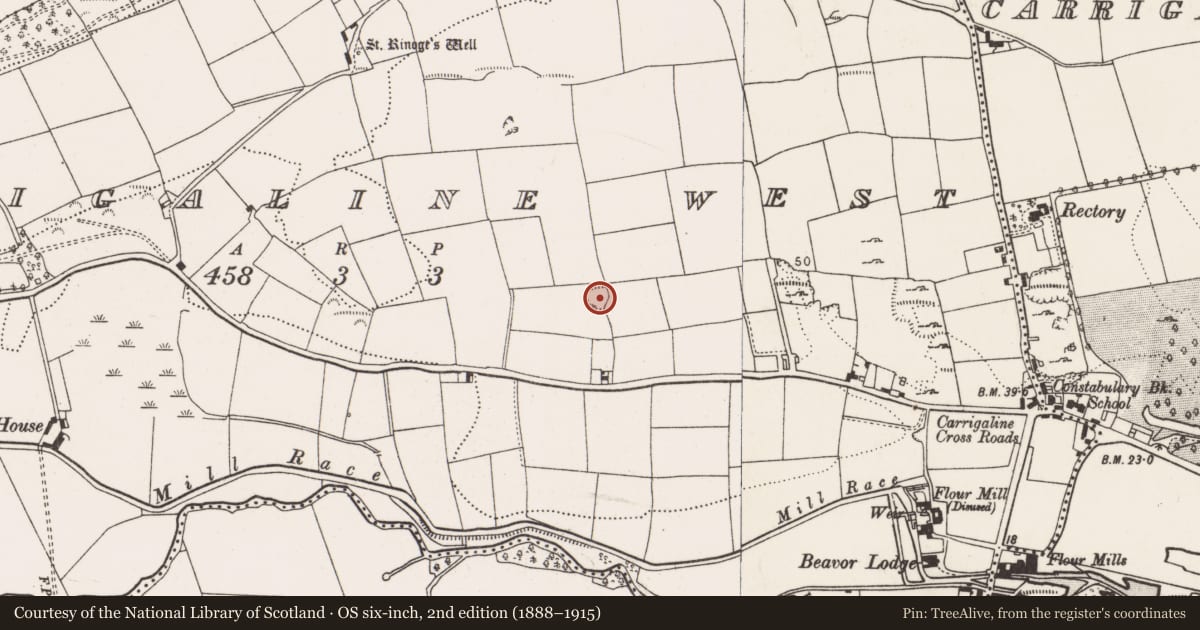 Ordnance Survey six-inch map, 2nd edition (1888–1915) covering the location of Ringfort - rath, Carrigaline West, County Cork, with a pin at the register's coordinates