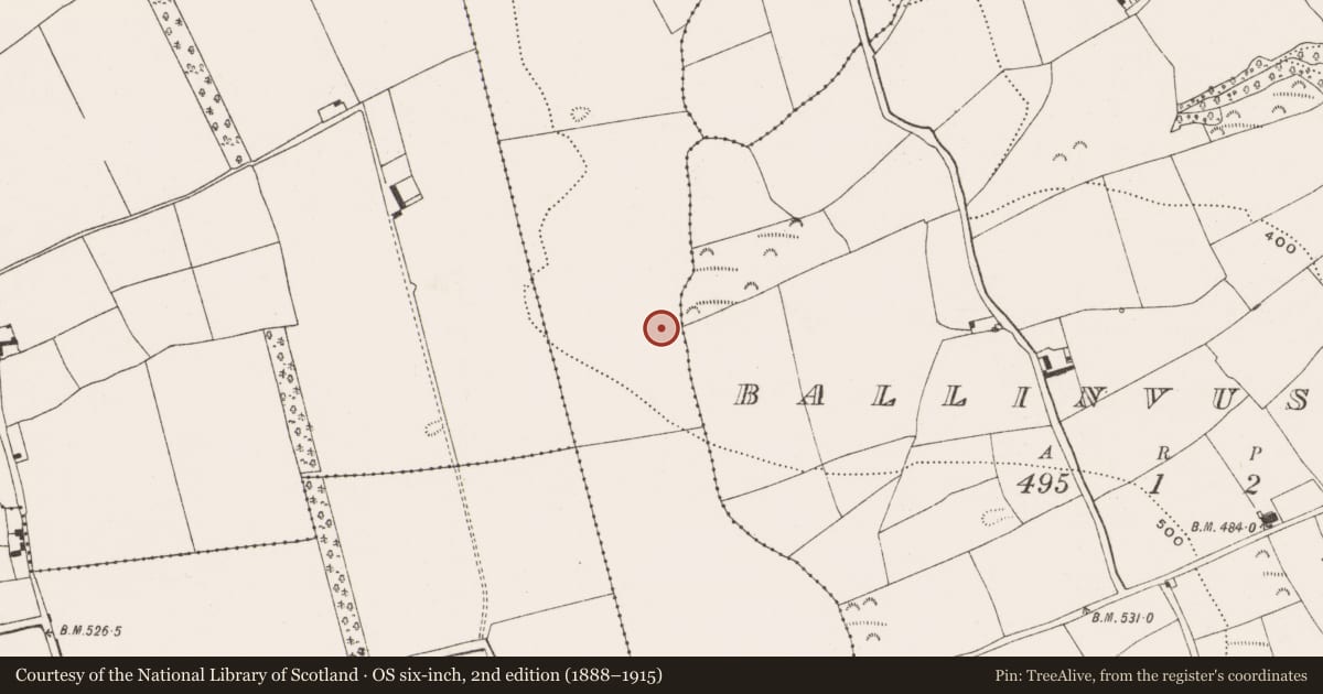 Ordnance Survey six-inch map, 2nd edition (1888–1915) covering the location of Fulacht fia, Curraghconway, County Cork, with a pin at the register's coordinates