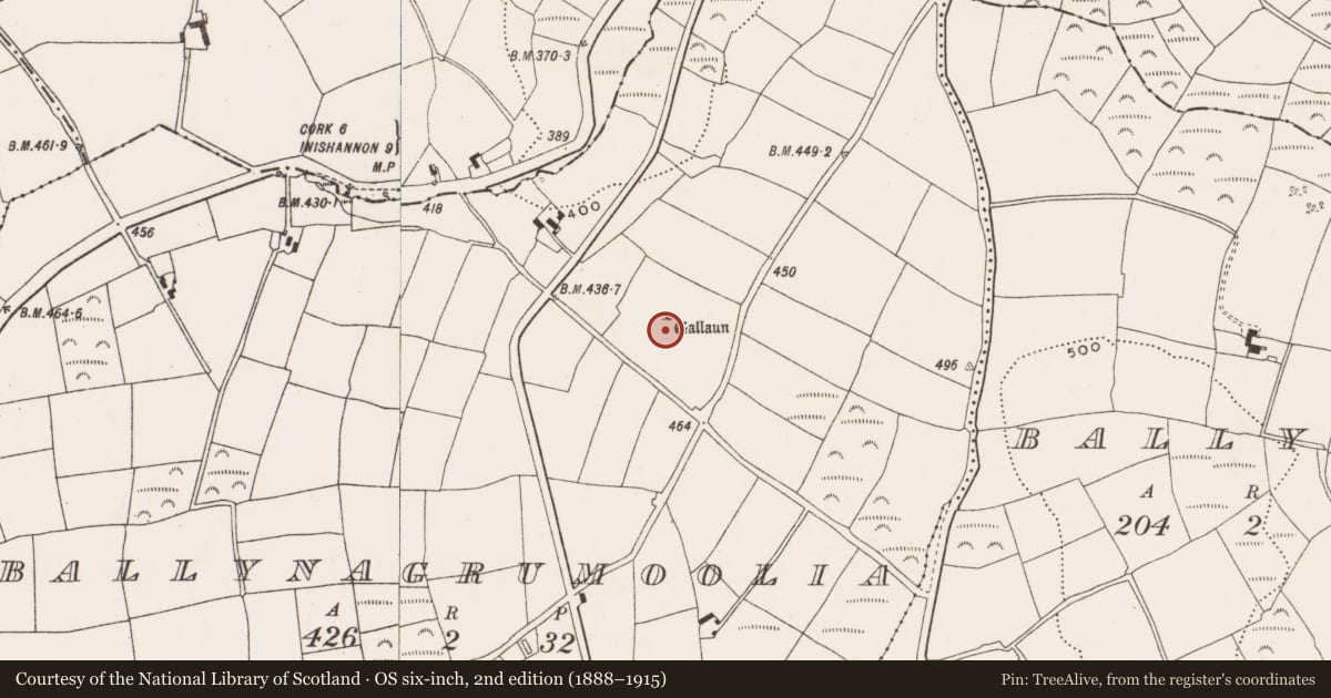 Ordnance Survey six-inch map, 2nd edition (1888–1915) covering the location of Excavation - miscellaneous, Ballynagrumoolia, County Cork, with a pin at the register's coordinates