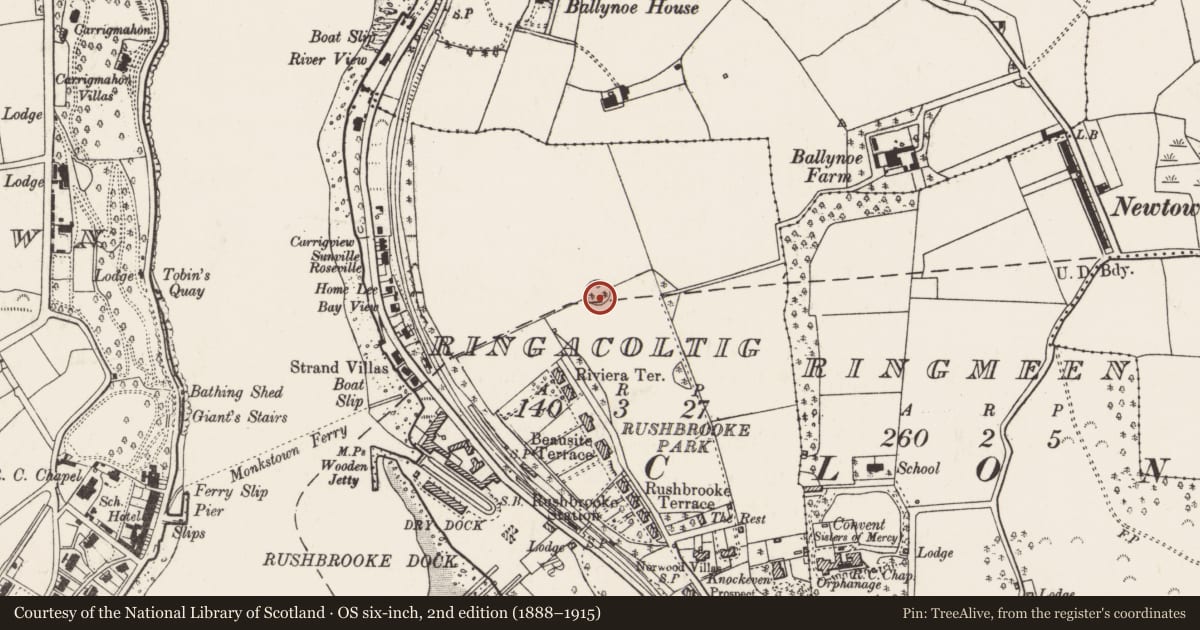 Ordnance Survey six-inch map, 2nd edition (1888–1915) covering the location of Designed landscape - tree-ring, Ringacoltig, County Cork, with a pin at the register's coordinates