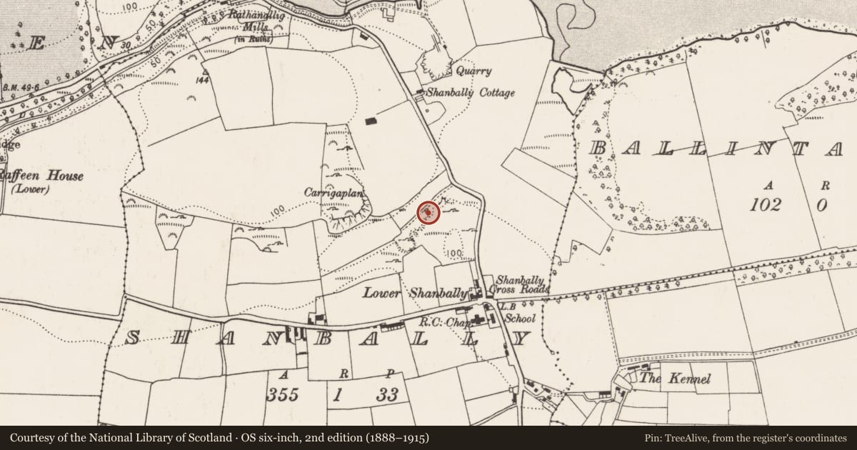 Ordnance Survey six-inch map, 2nd edition (1888–1915) covering the location of Kiln - lime, Shanbally, County Cork, with a pin at the register's coordinates