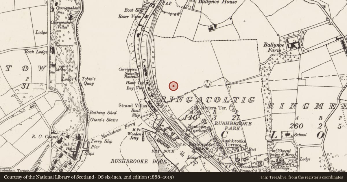 Ordnance Survey six-inch map, 2nd edition (1888–1915) covering the location of Fulacht fia, Ringacoltig, County Cork, with a pin at the register's coordinates