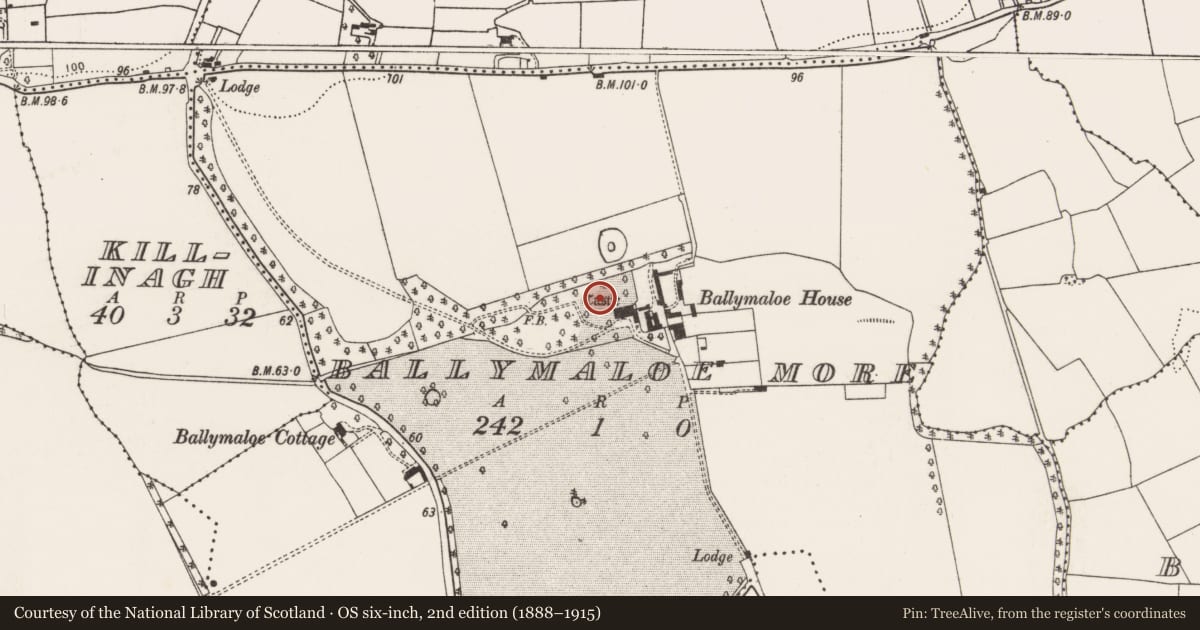 Ordnance Survey six-inch map, 2nd edition (1888–1915) covering the location of Castle - tower house, Ballymaloe More, County Cork, with a pin at the register's coordinates