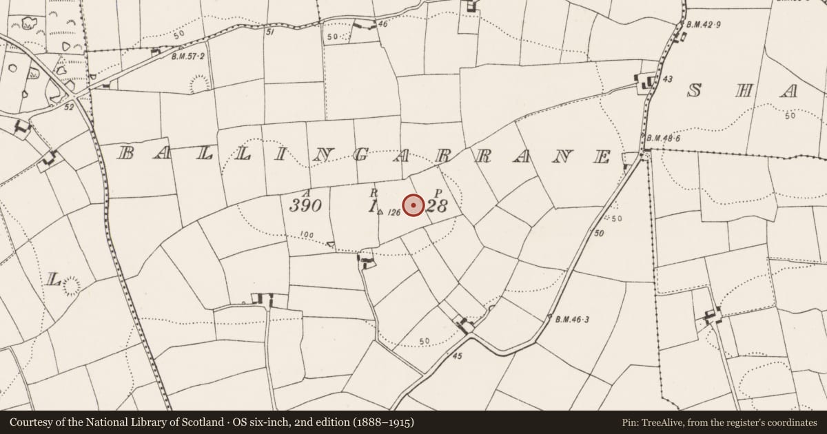 Ordnance Survey six-inch map, 2nd edition (1888–1915) covering the location of Ringfort - rath, Ballingarrane (Imokilly By., Kilmahon Par.), County Cork, with a pin at the register's coordinates