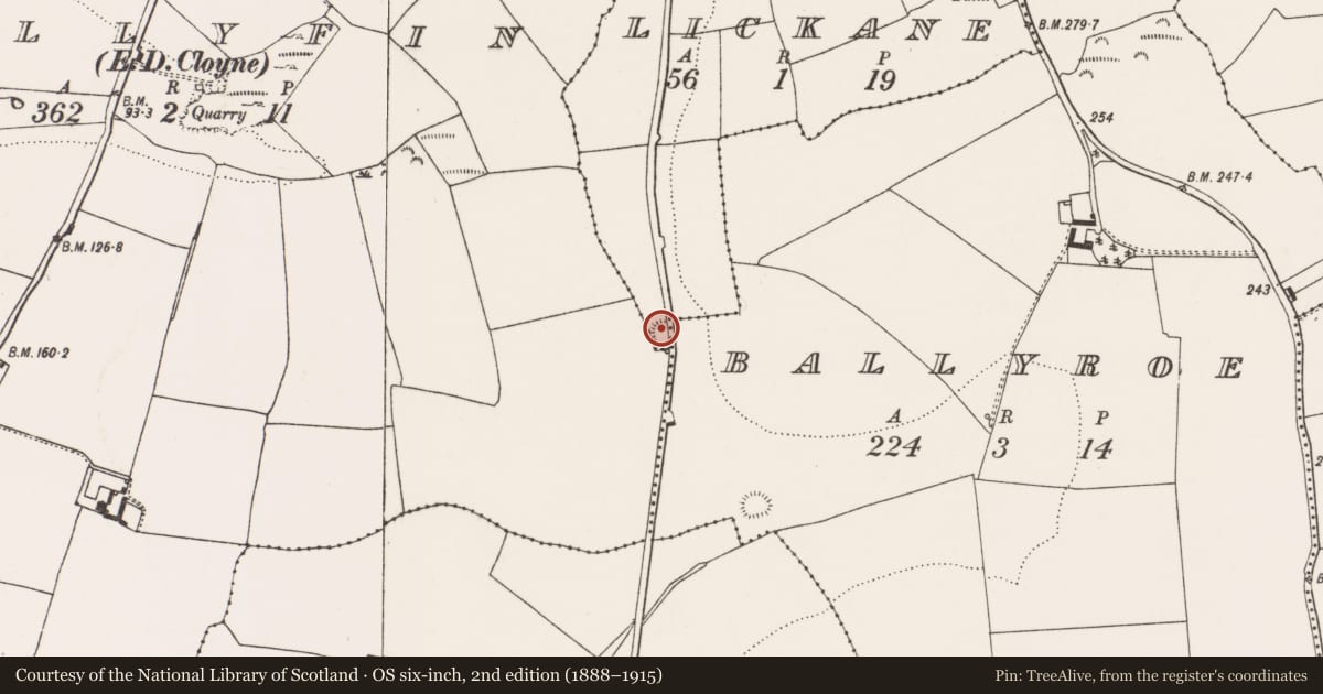 Ordnance Survey six-inch map, 2nd edition (1888–1915) covering the location of Ringfort - rath, Lickane, County Cork, with a pin at the register's coordinates