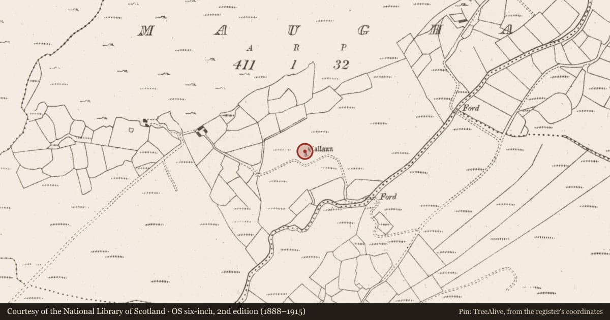 Ordnance Survey six-inch map, 2nd edition (1888–1915) covering the location of Standing stone, Maugha, County Cork, with a pin at the register's coordinates