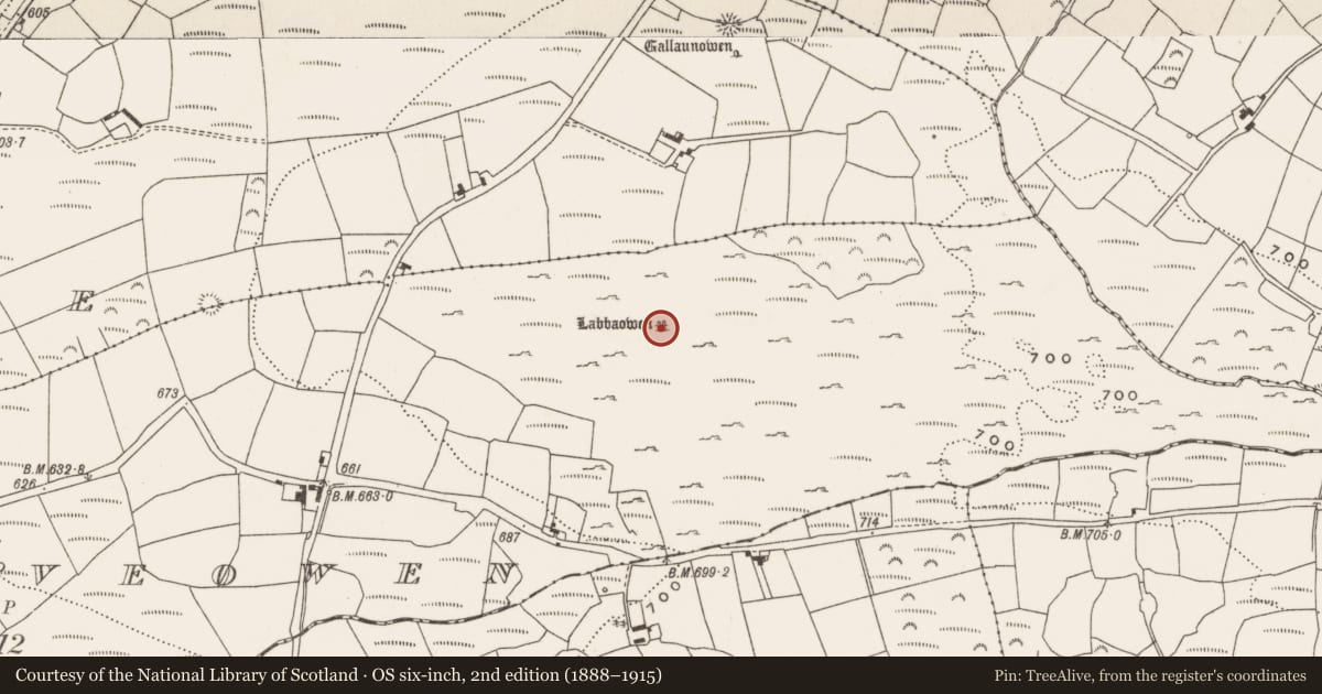 Ordnance Survey six-inch map, 2nd edition (1888–1915) covering the location of Megalithic tomb - wedge tomb, Slieveowen, County Cork, with a pin at the register's coordinates