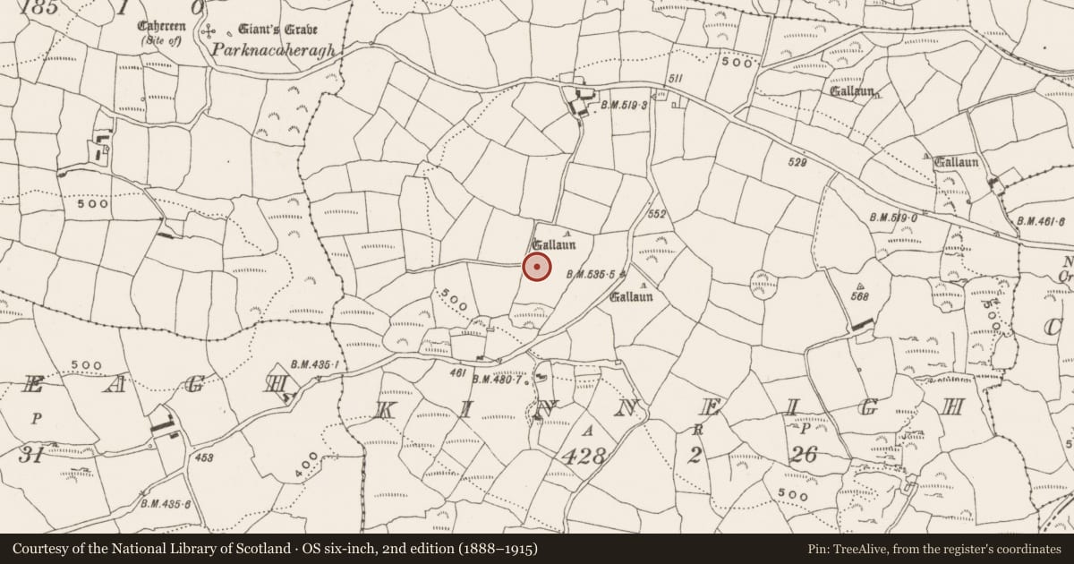 Ordnance Survey six-inch map, 2nd edition (1888–1915) covering the location of Anomalous stone group, Kinneigh, County Cork, with a pin at the register's coordinates