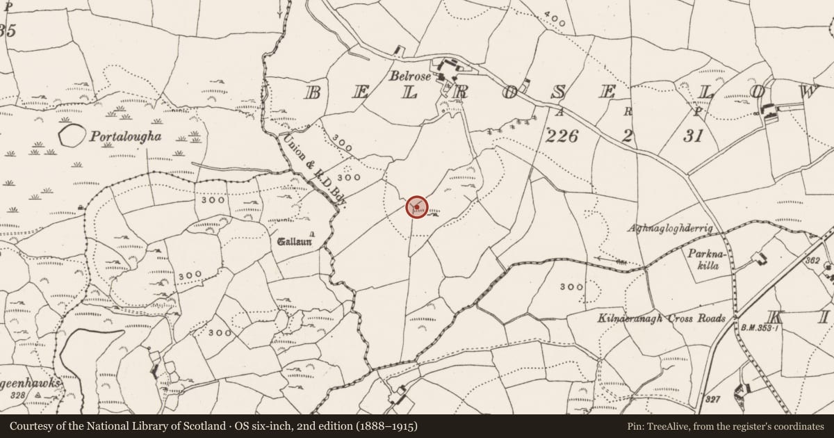 Ordnance Survey six-inch map, 2nd edition (1888–1915) covering the location of Megalithic tomb - wedge tomb, Belrose Lower, County Cork, with a pin at the register's coordinates