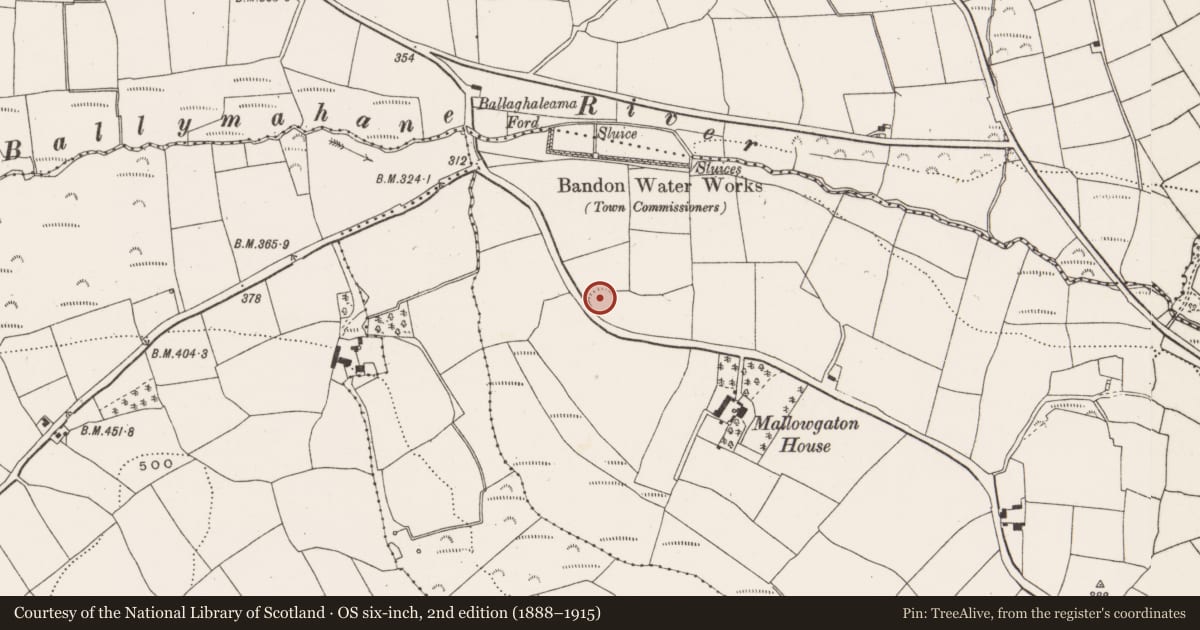 Ordnance Survey six-inch map, 2nd edition (1888–1915) covering the location of Ringfort - rath, Mallowgaton, County Cork, with a pin at the register's coordinates