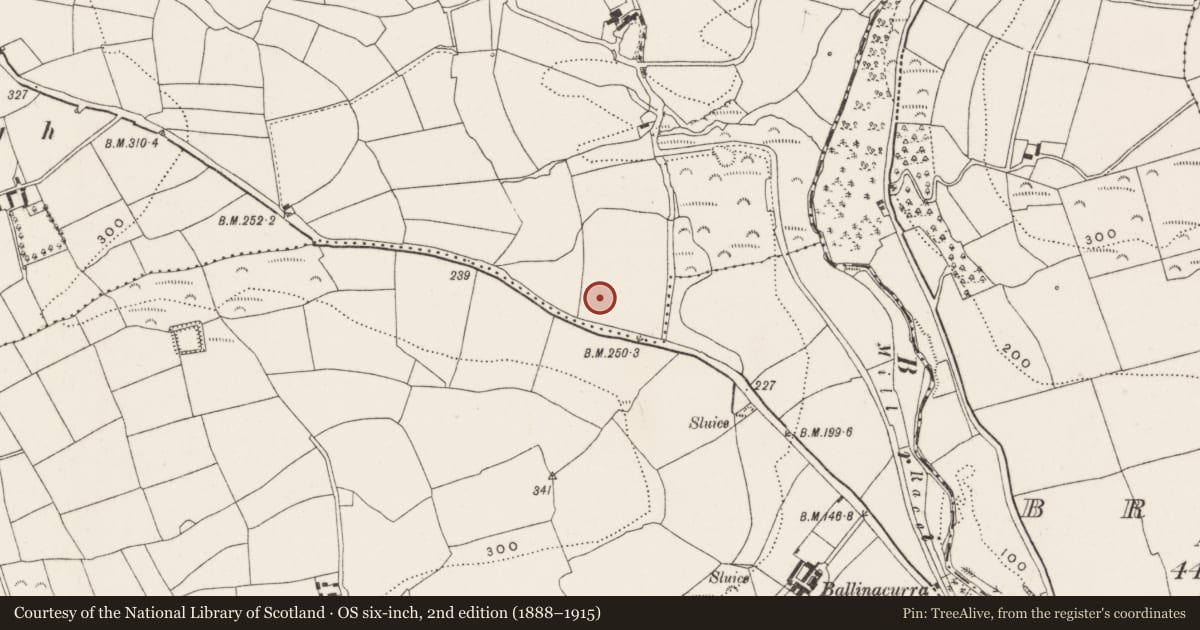 Ordnance Survey six-inch map, 2nd edition (1888–1915) covering the location of Standing stone, Kilnagnady, County Cork, with a pin at the register's coordinates