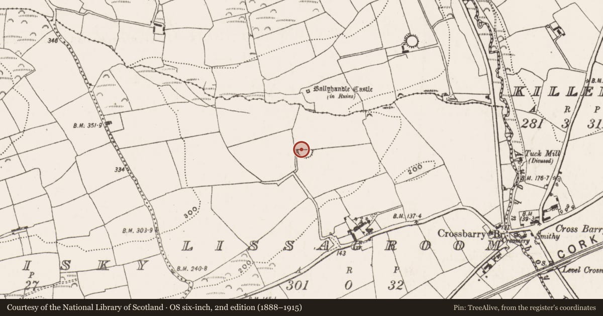 Ordnance Survey six-inch map, 2nd edition (1888–1915) covering the location of Ringfort - rath, Lissagroom, County Cork, with a pin at the register's coordinates