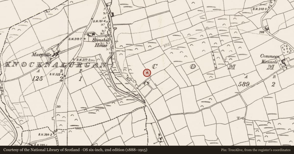 Ordnance Survey six-inch map, 2nd edition (1888–1915) covering the location of Ringfort - rath, Commeen, County Cork, with a pin at the register's coordinates