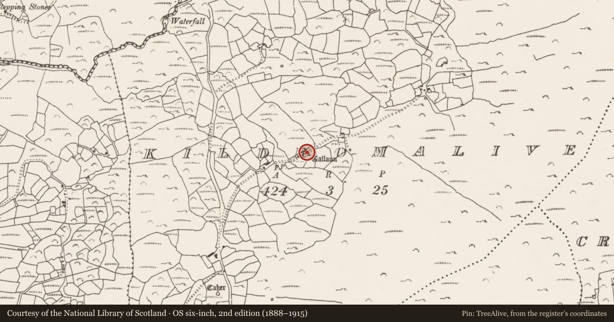 Ordnance Survey six-inch map, 2nd edition (1888–1915) covering the location of Standing stone, Kildromalive, County Cork, with a pin at the register's coordinates