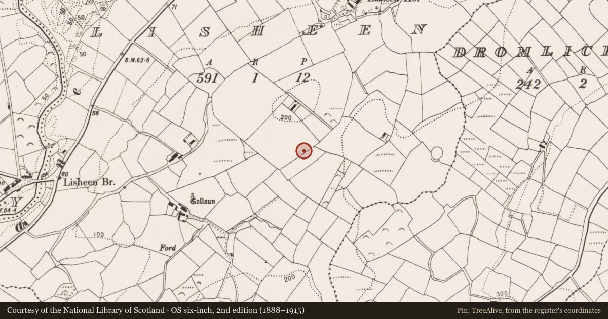 Ordnance Survey six-inch map, 2nd edition (1888–1915) covering the location of Fulacht fia, Lisheen, County Cork, with a pin at the register's coordinates