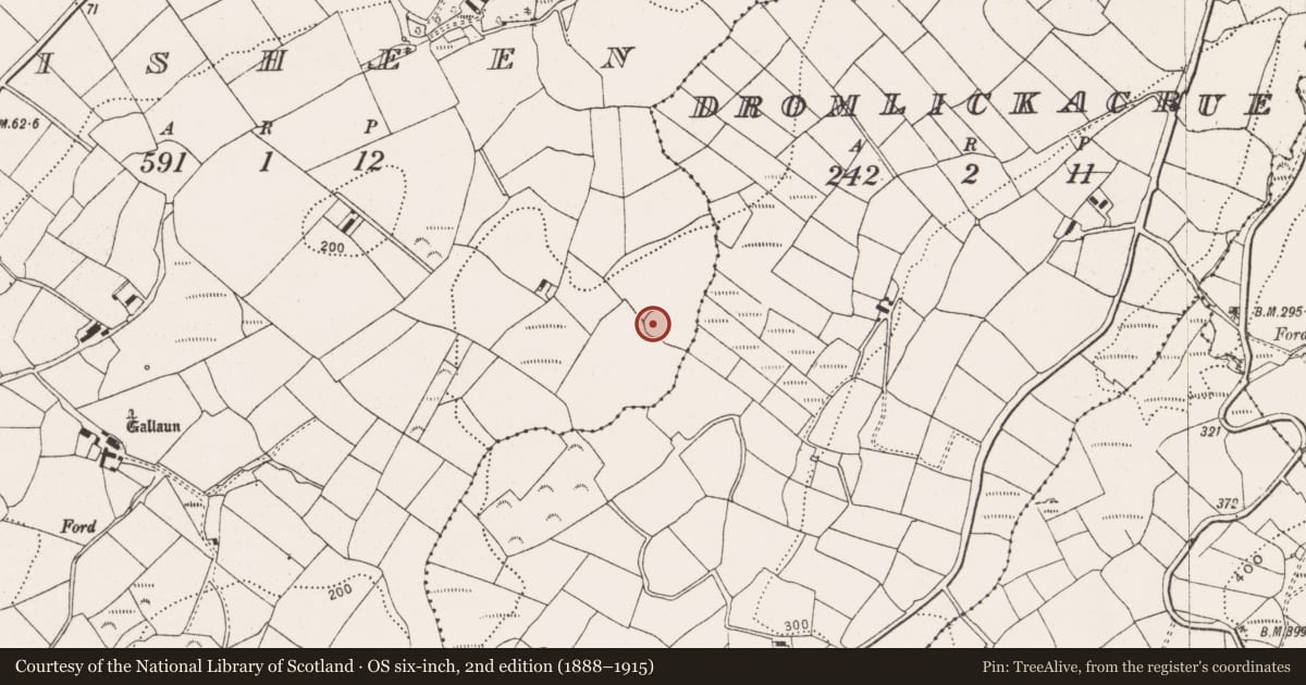 Ordnance Survey six-inch map, 2nd edition (1888–1915) covering the location of Ringfort - rath, Lisheen, County Cork, with a pin at the register's coordinates