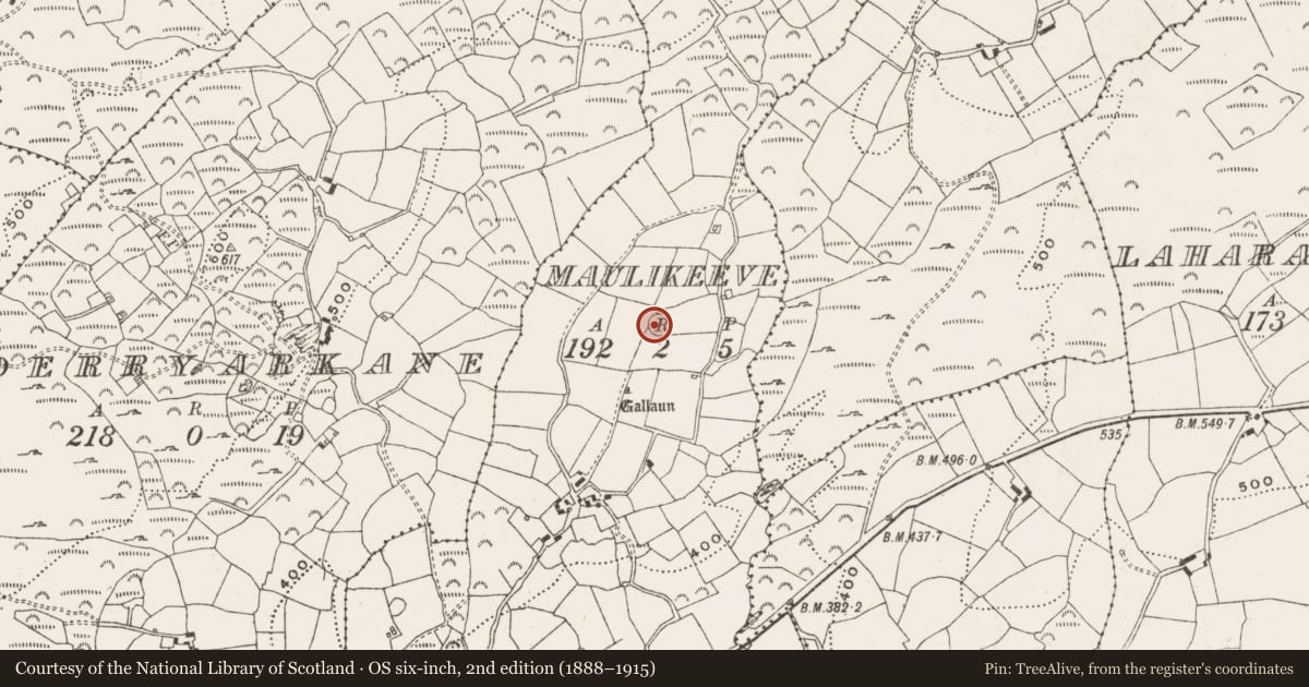 Ordnance Survey six-inch map, 2nd edition (1888–1915) covering the location of Standing stone, Maulikeeve, County Cork, with a pin at the register's coordinates