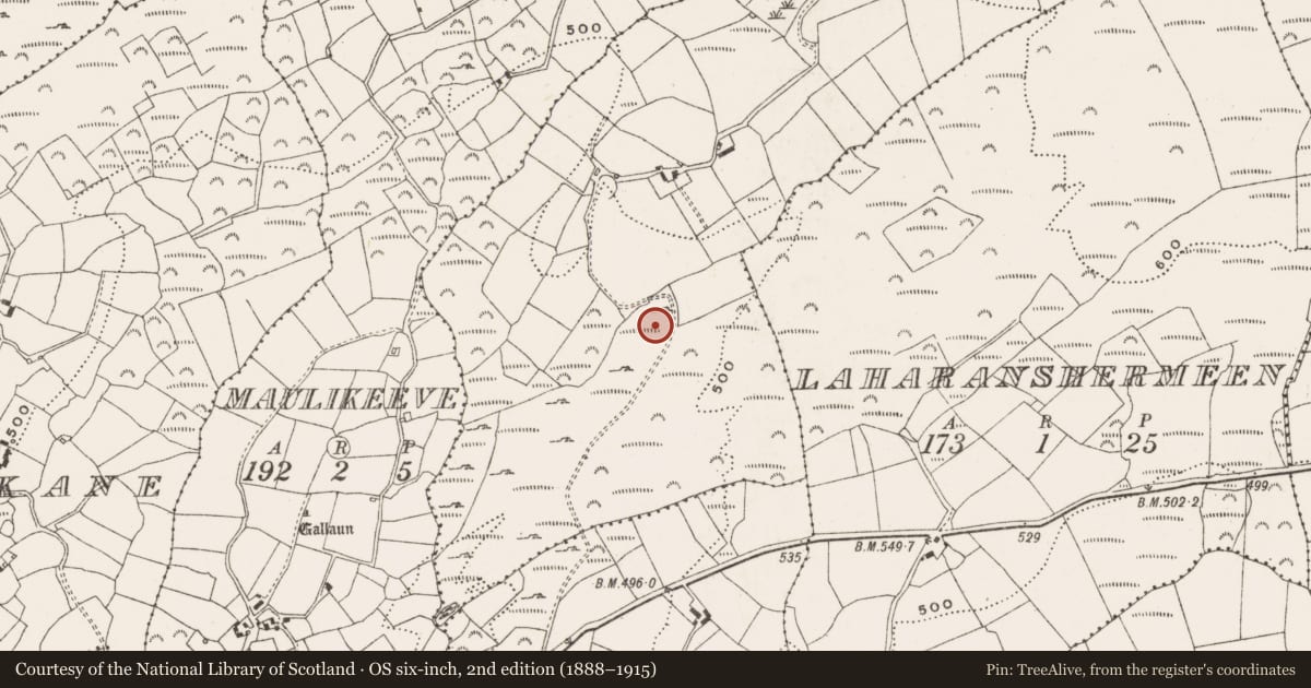Ordnance Survey six-inch map, 2nd edition (1888–1915) covering the location of Standing stone, Maularaha, County Cork, with a pin at the register's coordinates