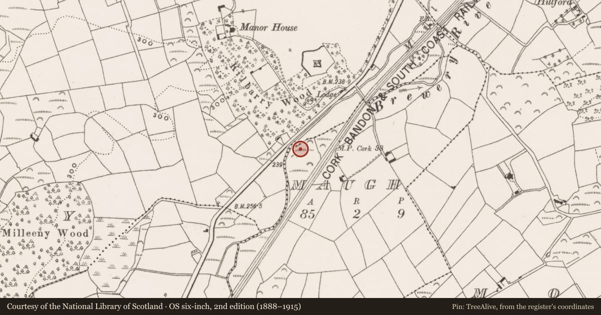 Ordnance Survey six-inch map, 2nd edition (1888–1915) covering the location of Fulacht fia, Maugh, County Cork, with a pin at the register's coordinates
