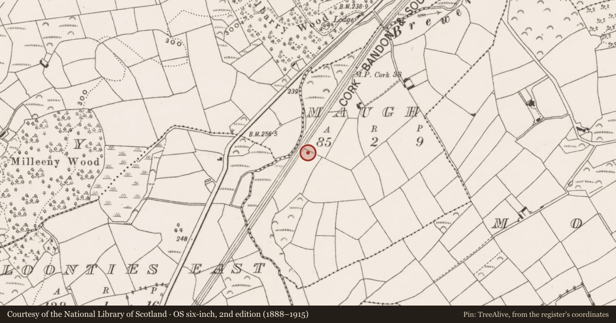 Ordnance Survey six-inch map, 2nd edition (1888–1915) covering the location of Fulacht fia, Maugh, County Cork, with a pin at the register's coordinates