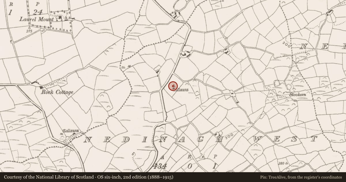 Ordnance Survey six-inch map, 2nd edition (1888–1915) covering the location of Anomalous stone group, Nedinagh West, County Cork, with a pin at the register's coordinates