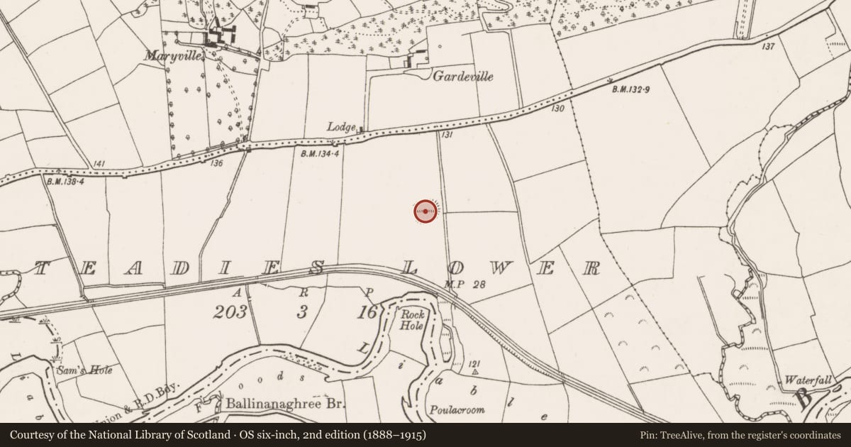 Ordnance Survey six-inch map, 2nd edition (1888–1915) covering the location of Ringfort - rath, Teadies Lower, County Cork, with a pin at the register's coordinates