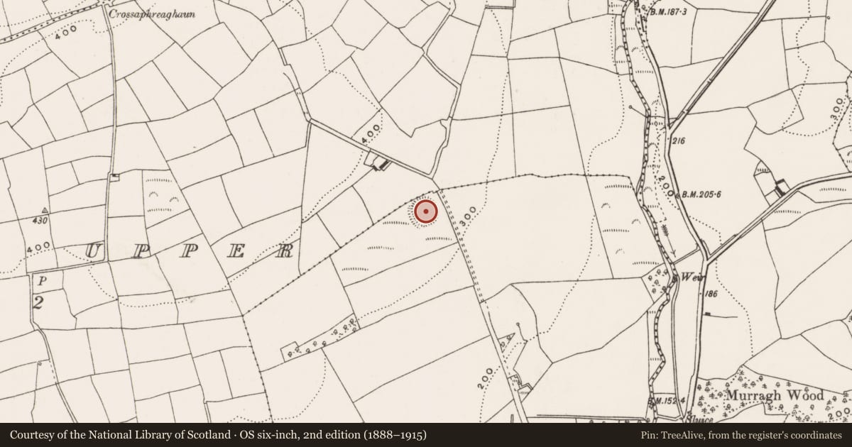 Ordnance Survey six-inch map, 2nd edition (1888–1915) covering the location of Ringfort - rath, Palaceanne, County Cork, with a pin at the register's coordinates