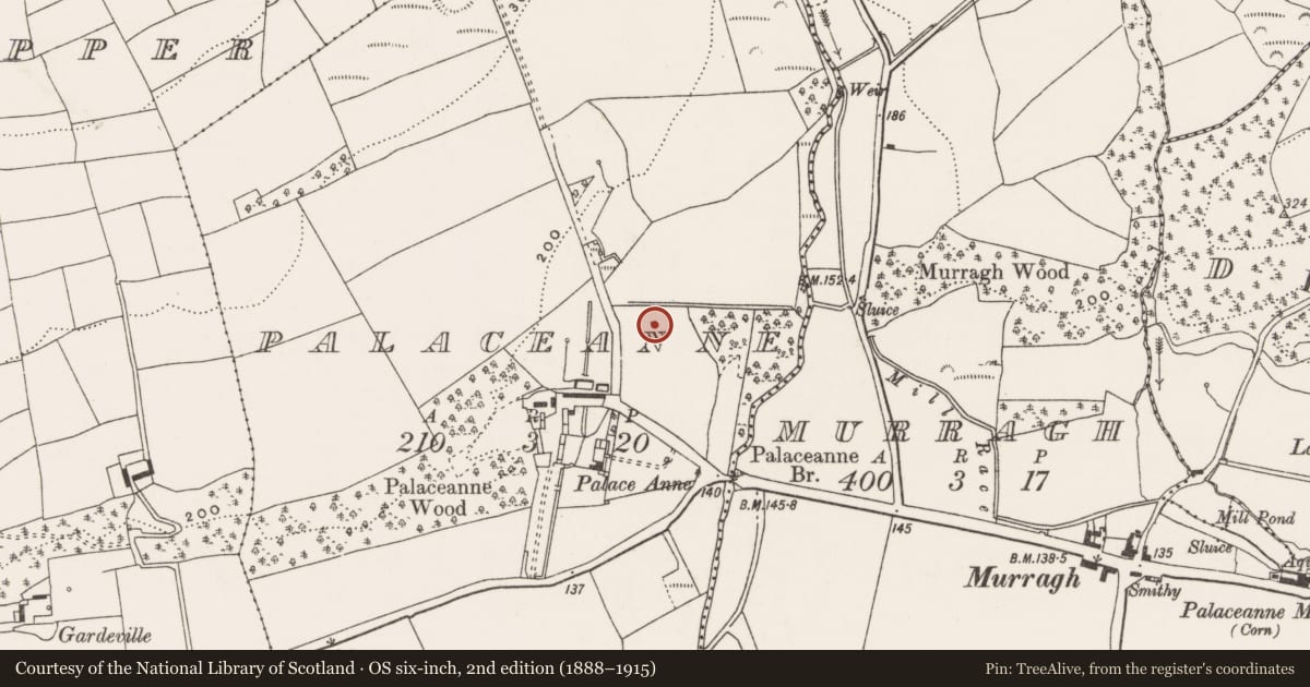 Ordnance Survey six-inch map, 2nd edition (1888–1915) covering the location of Dovecote, Palaceanne, County Cork, with a pin at the register's coordinates