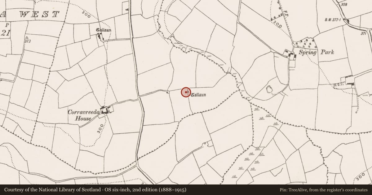 Ordnance Survey six-inch map, 2nd edition (1888–1915) covering the location of Anomalous stone group, Corravreeda East, County Cork, with a pin at the register's coordinates