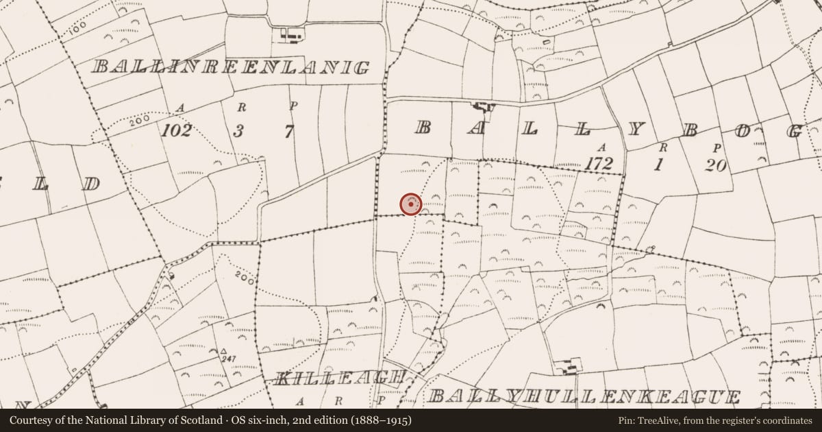 Ordnance Survey six-inch map, 2nd edition (1888–1915) covering the location of Fulacht fia, Ballybogey, County Cork, with a pin at the register's coordinates